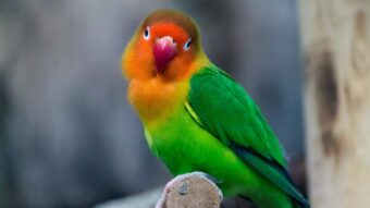 2025年の冬季休業のお知らせのアイキャッチ画像